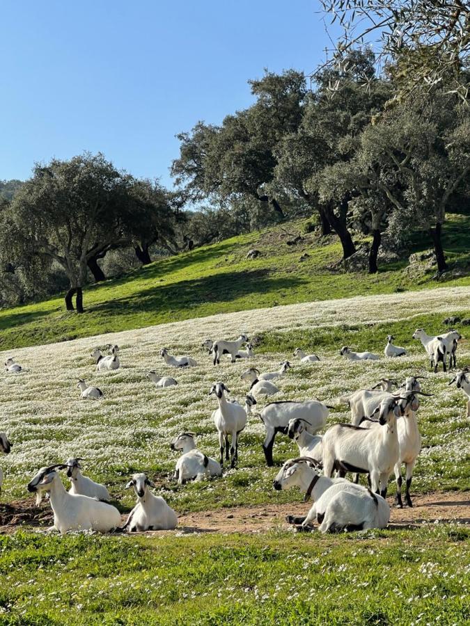 Monte Dos Pensamentos - Turismo Rural Эштремош Экстерьер фото